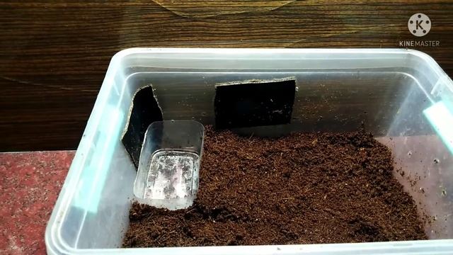 Как обустроить временный террариум для ужа обыкновенного! Уж обыкновенный смотреть онлайн