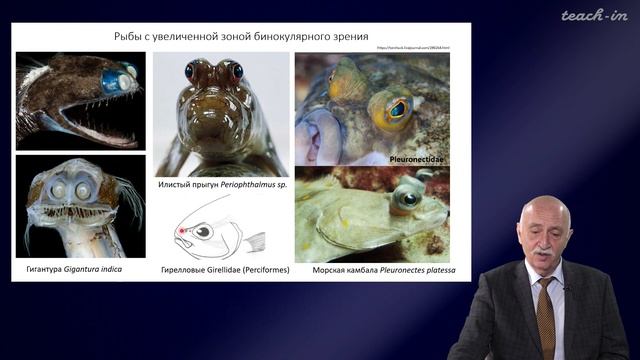 Касумян А.О.- Сенсорные системы рыб - 10. Зрительная система рыб смотреть онлайн