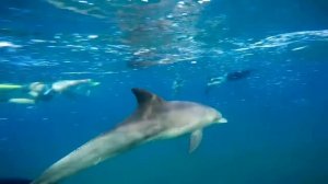 Дельфины и люди  Дельфины под водой