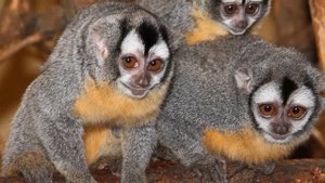 НОЧНАЯ ОБЕЗЬЯНА- МИРИКИНА