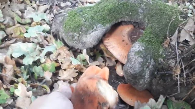 Гриб печёночник. Сбор и полезные свойства смотреть онлайн