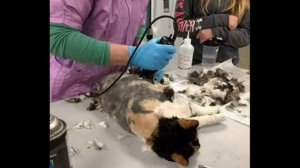 Увидев Ее На Улице, Ветеринары подверглись в шок, они не поняли что это