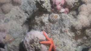 Дайв-Сафари Красное море 2011г