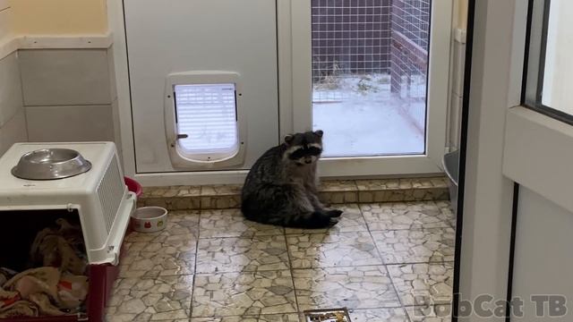 БОБКЭТ РУФУС ПРОМЕНЯЛ КАТЮ НА ЕНОТОВ смотреть онлайн