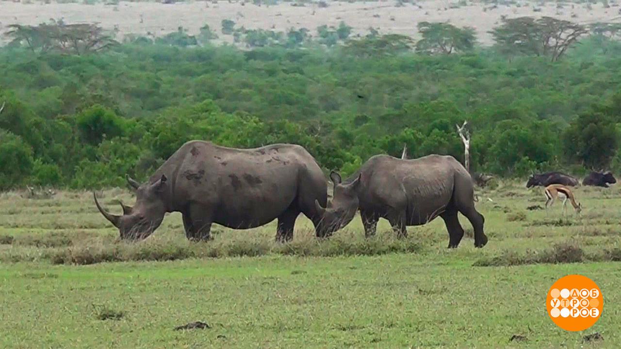 Берегите черных носорогов! Доброе утро. Фрагмент выпуска от 30.11.2023