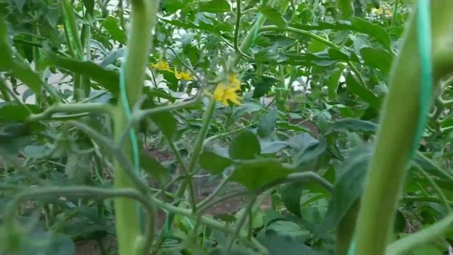 МИНУСИНЦЫ меня радуют. Обзор томатов по сортам на 12июня.