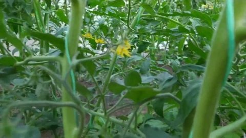 МИНУСИНЦЫ меня радуют. Обзор томатов по сортам на 12июня.