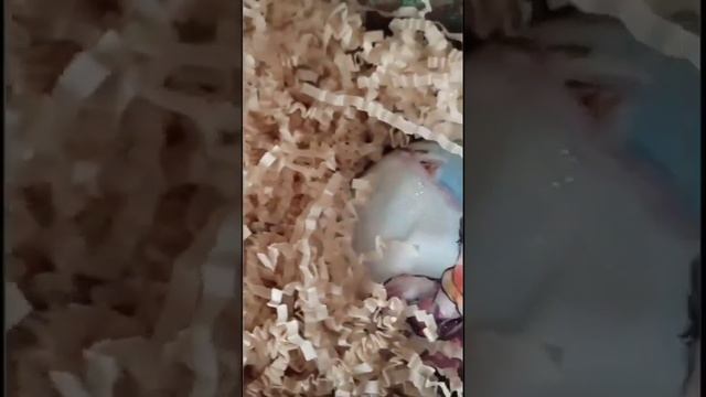 Стеклянные ёлочные игрушки в авторской росписи