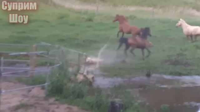 ЛОШАДЬ В ДЕЛЕ! Лошадь против Собаки Крокодила Верблюда и Лошади смотреть онлайн