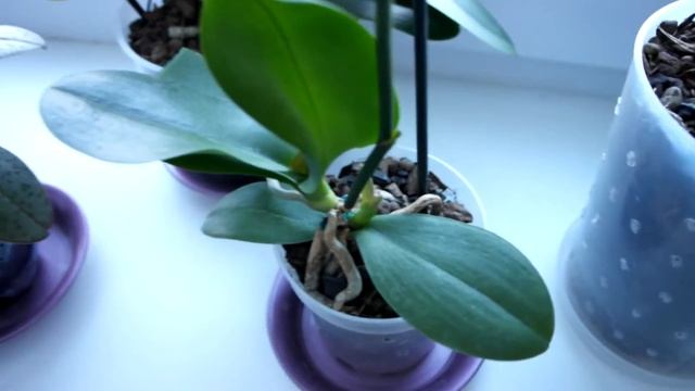 Samsung NX 1000 тест видео (моя коллекция орхидей phalaenopsis) смотреть онлайн