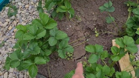 Полив участка с кнопкой на телефоне. #умныйдом #полив #капельныйполив