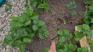 Полив участка с кнопкой на телефоне. #умныйдом #полив #капельныйполив