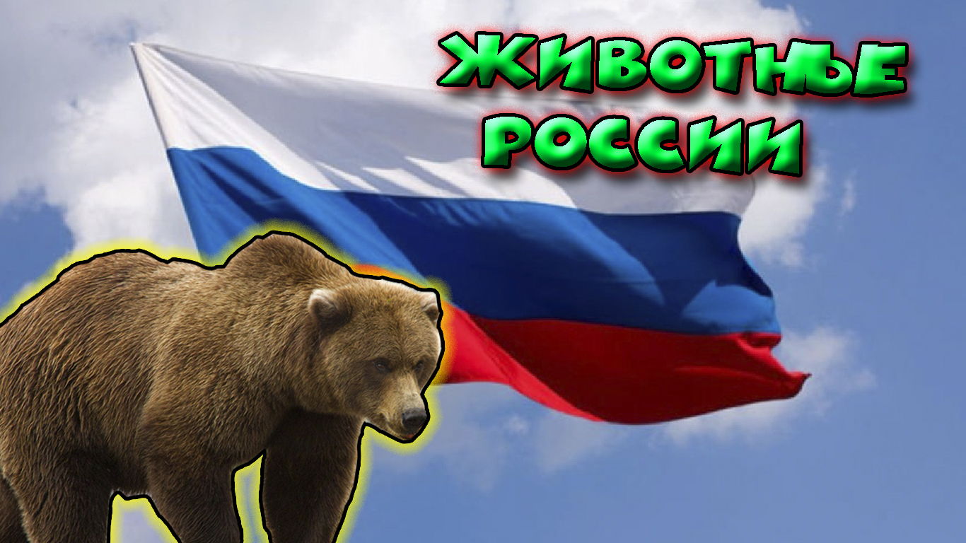 Животные России