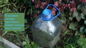 Сажаем хризантемы в октябре