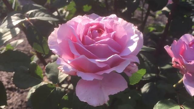 Роза Айсфогель- Eisvogel. смотреть онлайн