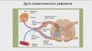 1 3  Общие понятия о нервной системе  Синапс 2