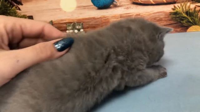 Британская кошечка, 1 месяц