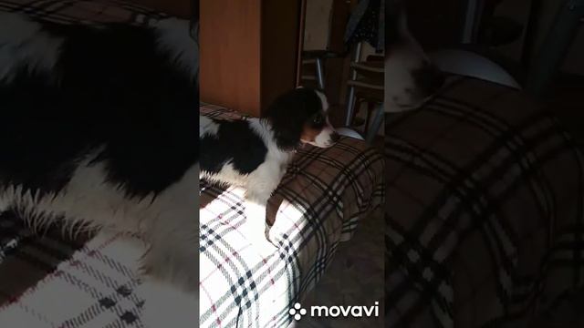 Кавалер Кинг Чарльз Спаниель - 20