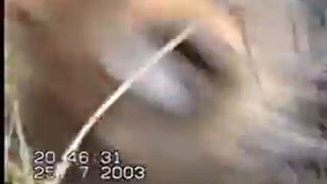 Щенок волка с западносибирскими лайками питомника. смотреть онлайн