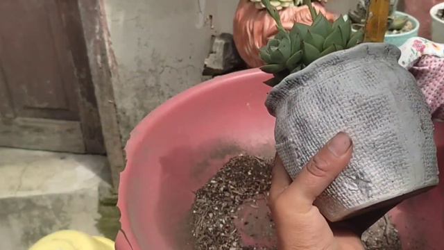 💜Nuestra percha suculenta quedo como la soñaba🌸🌸|Acompañame 🤗 #suculentas #jardin #plants #echeveri смотреть онлайн