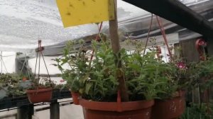 Вербена ампельная в ноябре. Как сохранить и приумножить!