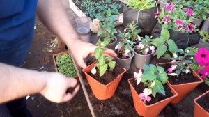 Фуксия перевалка в горшок для хорошего разрастания.