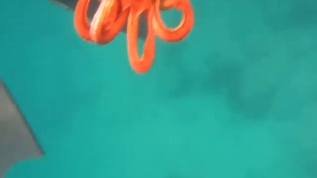 Поиграли с маленьким осьминогом. Как плавает осьминог. смотреть онлайн