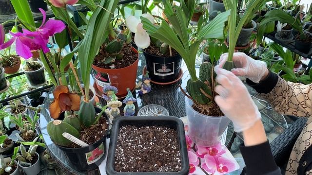 ОРХИДЕЯ  Lycaste уход в домашних условиях