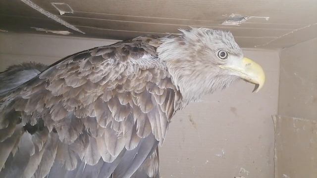 Спасение орлана-белохвоста смотреть онлайн