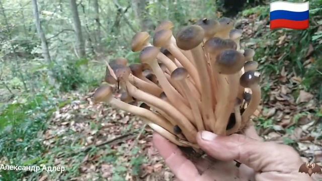 10 ноября сезон грибов смотреть онлайн