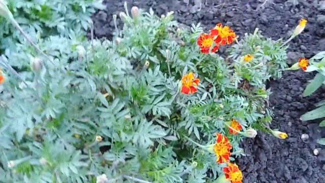 Цинния карликовая смотреть онлайн