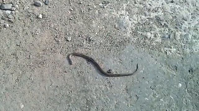 Сороки напали на змею  10 июня 2017 г смотреть онлайн