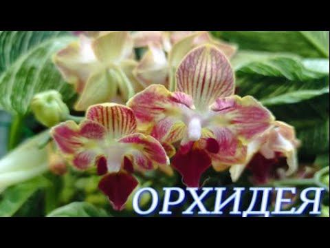 №664/ ОРХИДЕИ в маг. ОРХИДЕЯ после 8 Марта