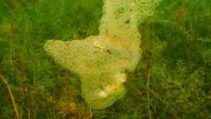 НЕРЕСТ РЫБ. О чём молчат рыбы.60