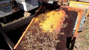 Переселение зимовалой семьи в чистый улей от А до Я, для начинающих. Beekeeping.