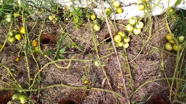 Томаты, не требующие пасынкования и подвязки смотреть онлайн