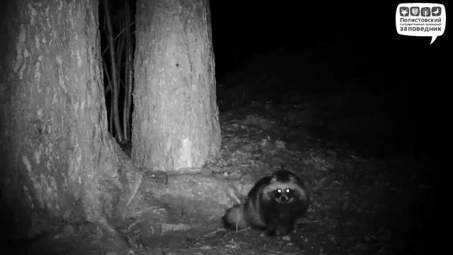 Енотовидные собаки дерутся за нору, Полистовский заповедник смотреть онлайн