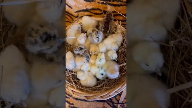 Милота да и только!❤️ цыплята породы кур китайская шёлковая ❤️ #silky #chicken #шелковые