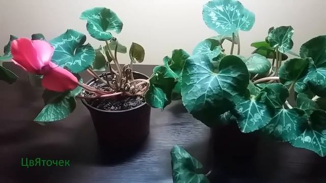 Уход за цикламеном в домашних условиях