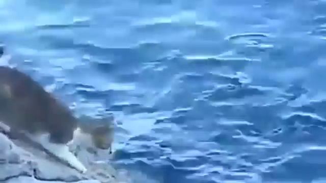 Кот поймал рыбу. Смешные животные смотреть онлайн