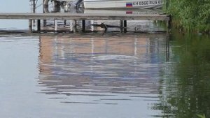 Нерест леща. Лещ мечет икру. Нерест в июне.