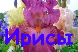 Ирисы