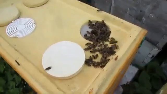 пчела из ячейки 5,0 мм для сравнения - часть 2 - ставлю соты с ячейкой 5,0 мм в отводки смотреть онлайн