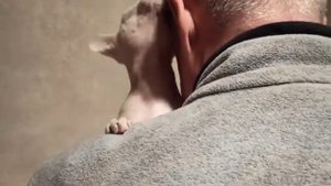 Самый ласковый сфинкс ?