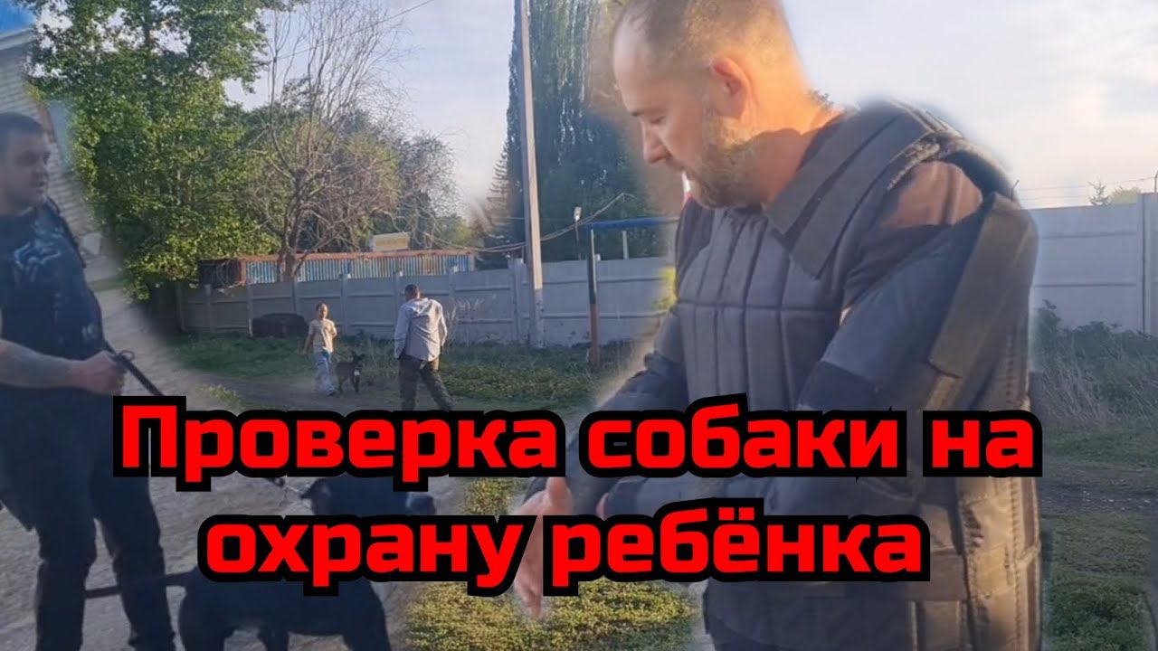 Тестируем собаку на охрану ребёнка