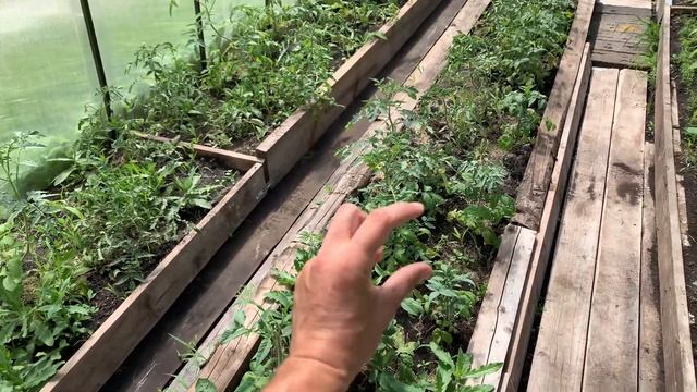 СЕКРЕТ РАСКРЫТ! ЛУЧШАЯ ПОДКОРМКА ДЛЯ РАСТЕНИЙ В ОГОРОДЕ, СУПЕР УДОБРЕНИЕ