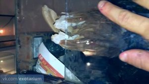 Кормление питона курицей