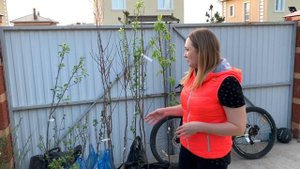 Саженцы плодовых деревьев ПОКУПКА ФРУКТОВЫЕ ДЕРЕВЬЯ  ПИТОМНИК ВДНХ УФА