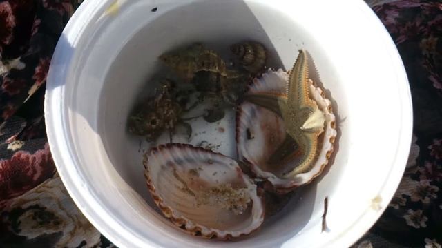 Морская звезда, рачки и другие морские обитатели смотреть онлайн