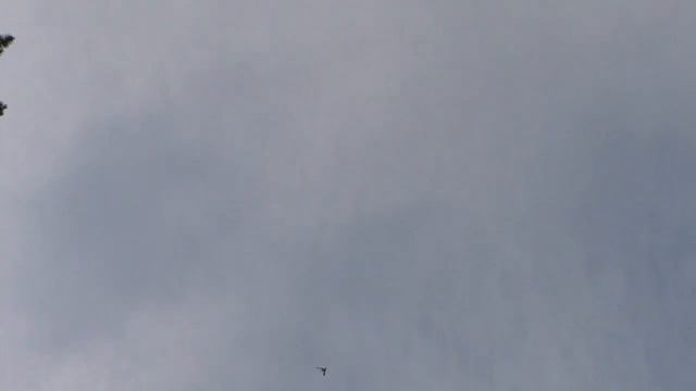 ГОНЯЮ ГОЛУБЕЙ , ВЫПУСТИЛ ВСЕХ ! ПОЛЁТ БОЙНЫХ БАКИНСКИХ И АЗИАТСКИХ КАСАНОВ! Арифовские пискуны ! смотреть онлайн